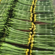 鲜花丝瓜大量现货