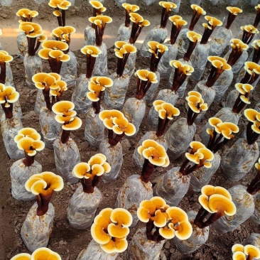 【牛商优选】冠县灵芝花厂家活体灵芝金边灵芝花批发