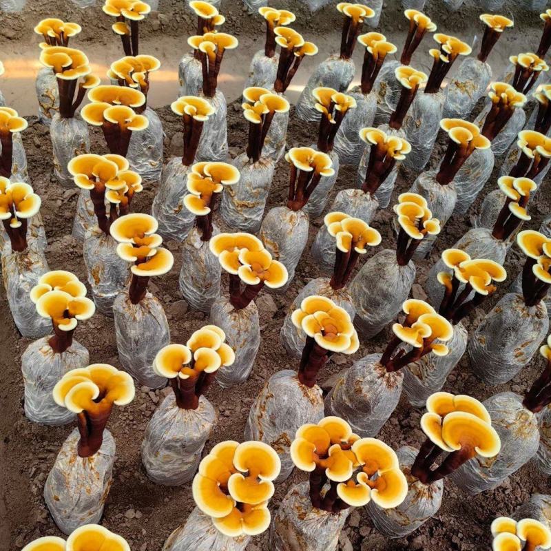 【牛商优选】冠县灵芝花厂家活体灵芝金边灵芝花批发