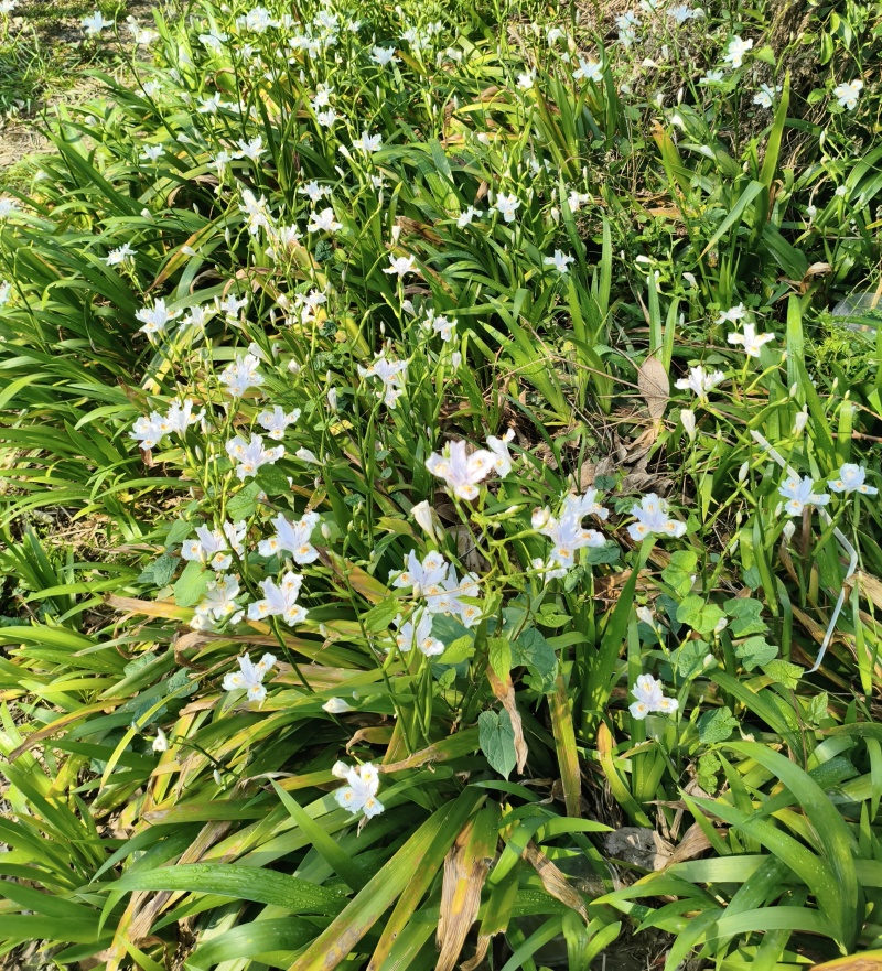 扁竹根批发，高度25-35，常年批发，各种规格，量大从优