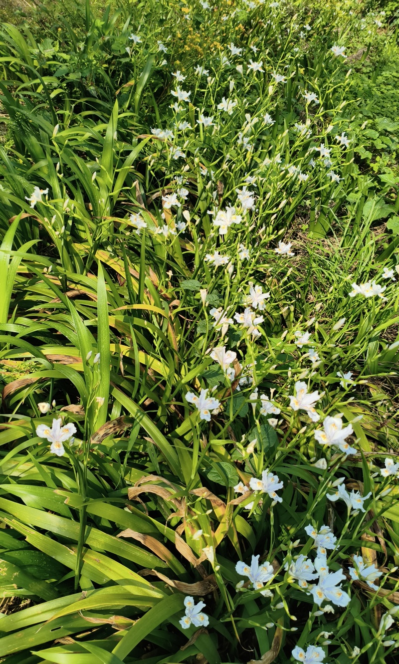 扁竹根批发，高度25-35，常年批发，各种规格，量大从优