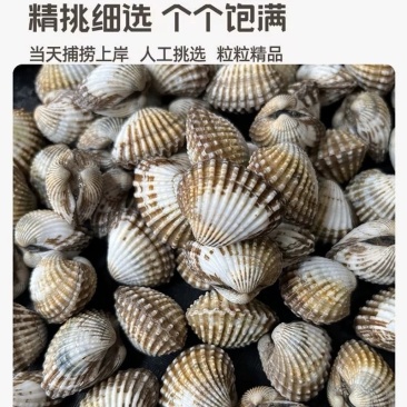 正宗血蛤，赤贝肉质肥美，浙江产区各种规格可对接全国一件代
