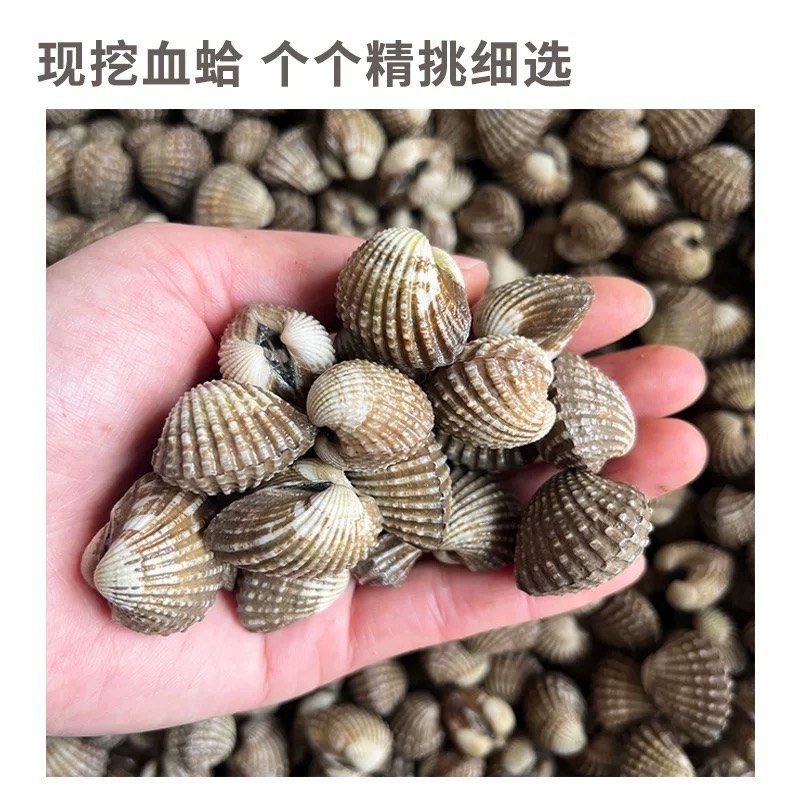 正宗血蛤，赤贝肉质肥美，浙江产区各种规格可对接全国一件代