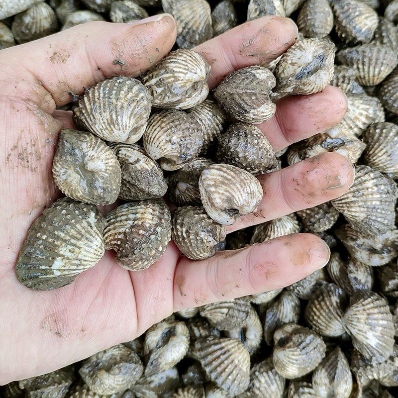 正宗血蛤，赤贝肉质肥美，浙江产区各种规格可对接全国一件代