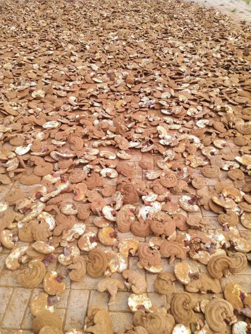 【牛商优选】泰山赤灵芝灵芝子实体统货冠县灵芝批发