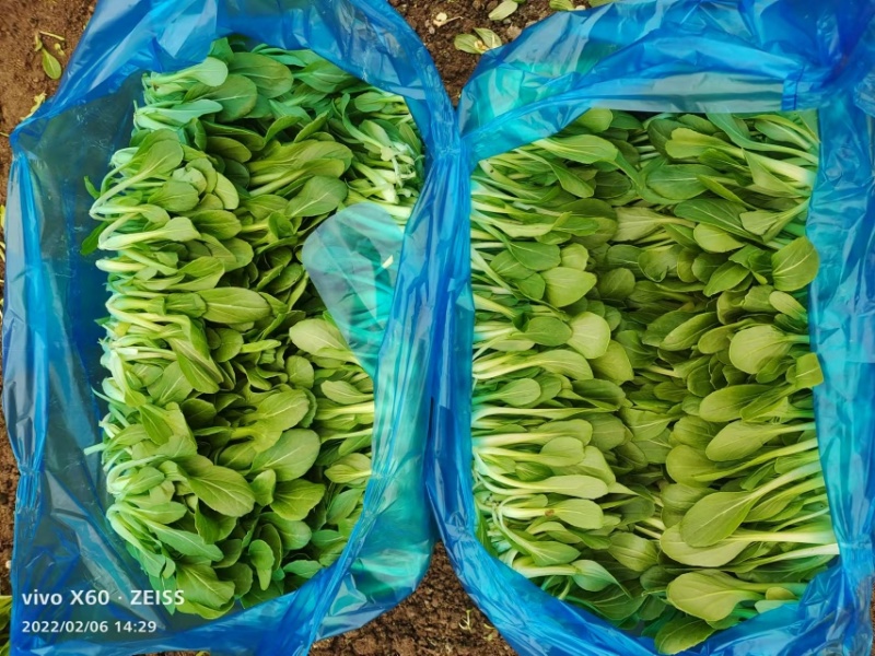 鸡毛菜，大量上市，货量充足，品质保证，欢迎咨询