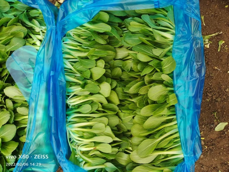 鸡毛菜，大量上市，货量充足，品质保证，欢迎咨询