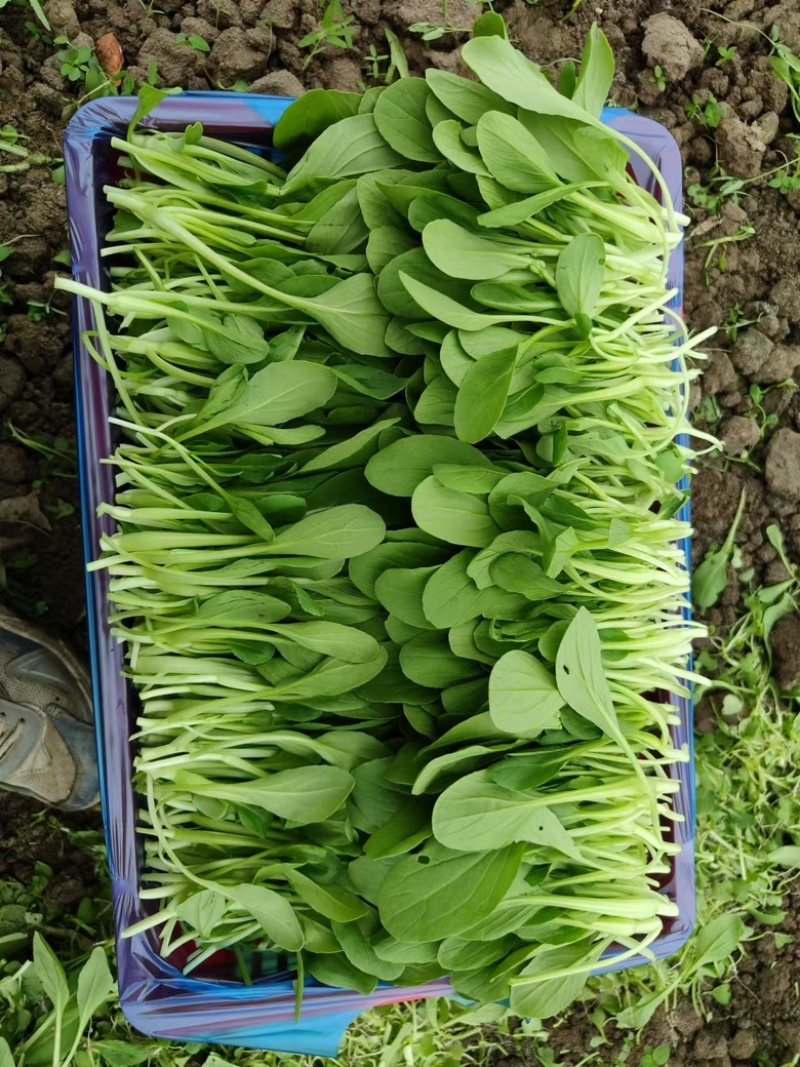 鸡毛菜，大量上市，货量充足，品质保证，欢迎咨询