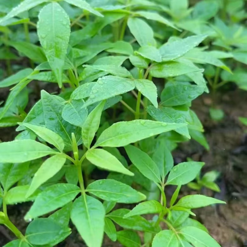 黄柏苗正宗的厚皮川黄柏苗苗木种苗柏树苗