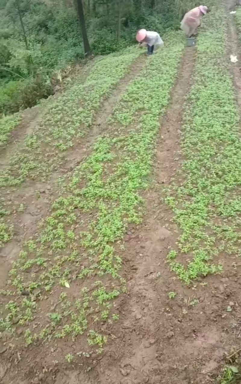 黄柏苗正宗的厚皮川黄柏苗苗木种苗柏树苗