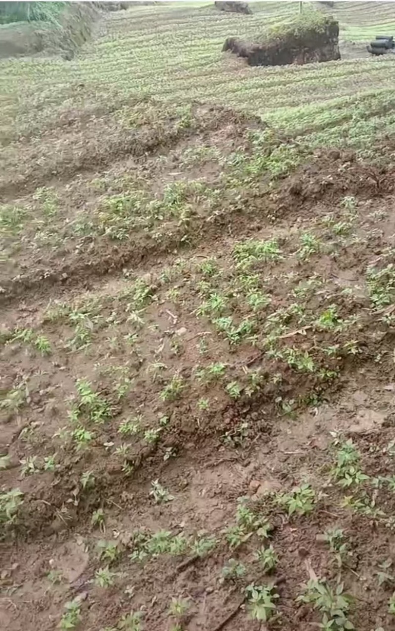 黄柏苗正宗的厚皮川黄柏苗苗木种苗柏树苗