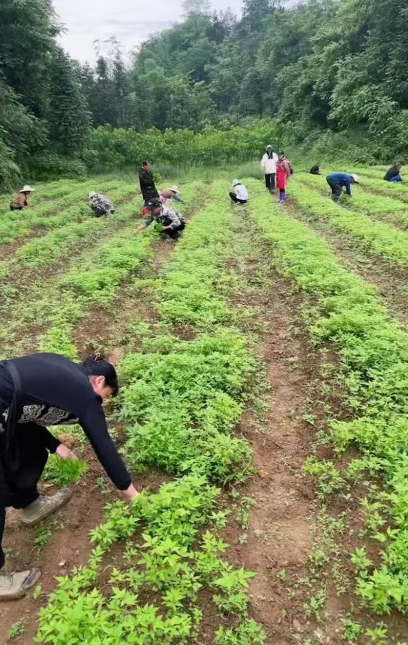 黄柏苗正宗的厚皮川黄柏苗苗木种苗柏树苗