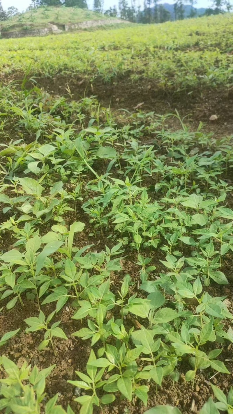 黄柏苗正宗的厚皮川黄柏苗苗木种苗柏树苗