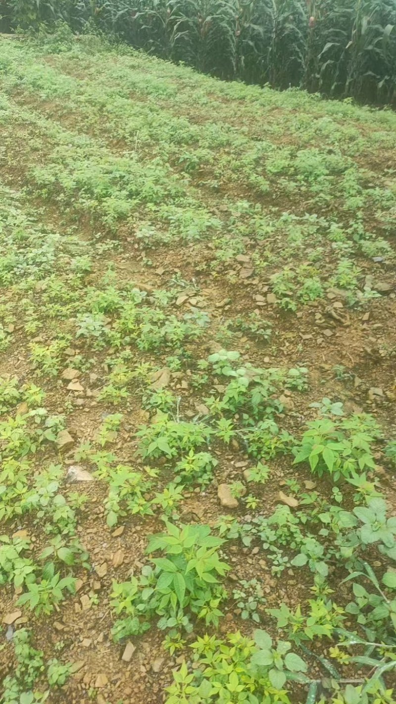黄柏苗正宗的厚皮川黄柏苗苗木种苗柏树苗