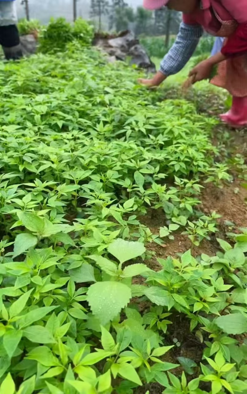 黄柏苗正宗的厚皮川黄柏苗苗木种苗柏树苗