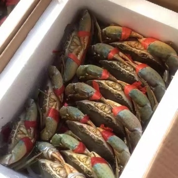 【鲜活】精品三门青蟹，大量现货肉质肥美，可电商批发零售