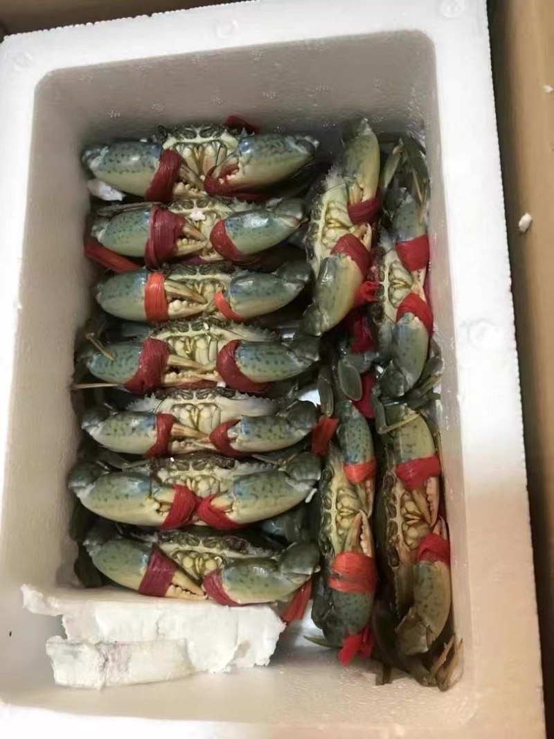 【鲜活】精品三门青蟹，大量现货肉质肥美，可电商批发零售