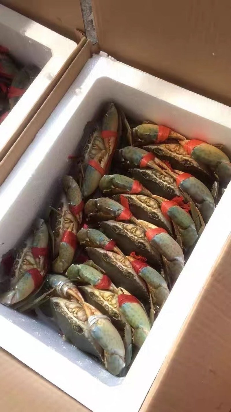 【鲜活】精品三门青蟹，大量现货肉质肥美，可电商批发零售