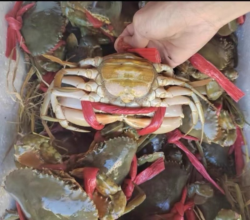【鲜活】精品三门青蟹，大量现货肉质肥美，可电商批发零售