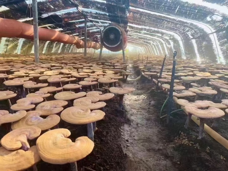 长白山灵芝孢子粉/支持一件代发/大量批发