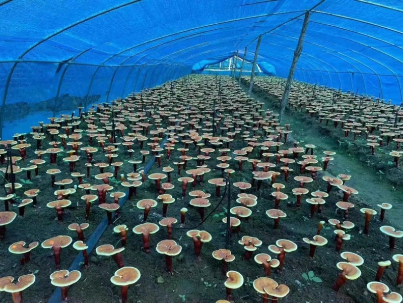 长白山灵芝孢子粉/支持一件代发/大量批发
