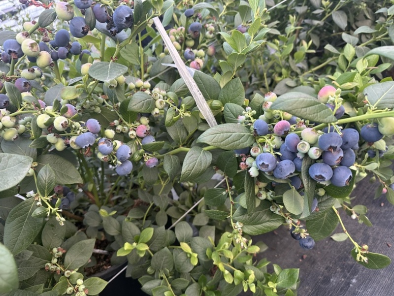 高山L25玫瑰花香蓝莓，大量上市，价格便宜了，欢迎各渠道