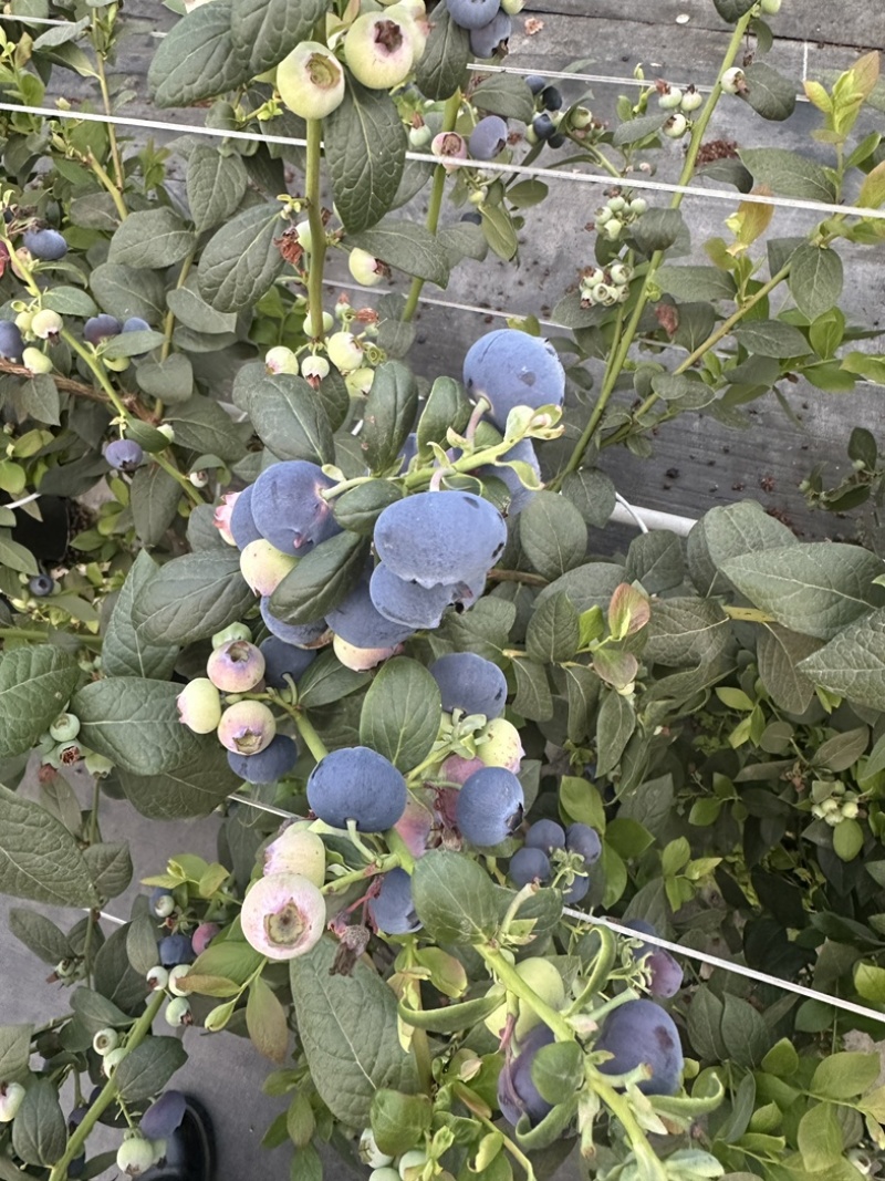 高山L25玫瑰花香蓝莓，大量上市，价格便宜了，欢迎各渠道