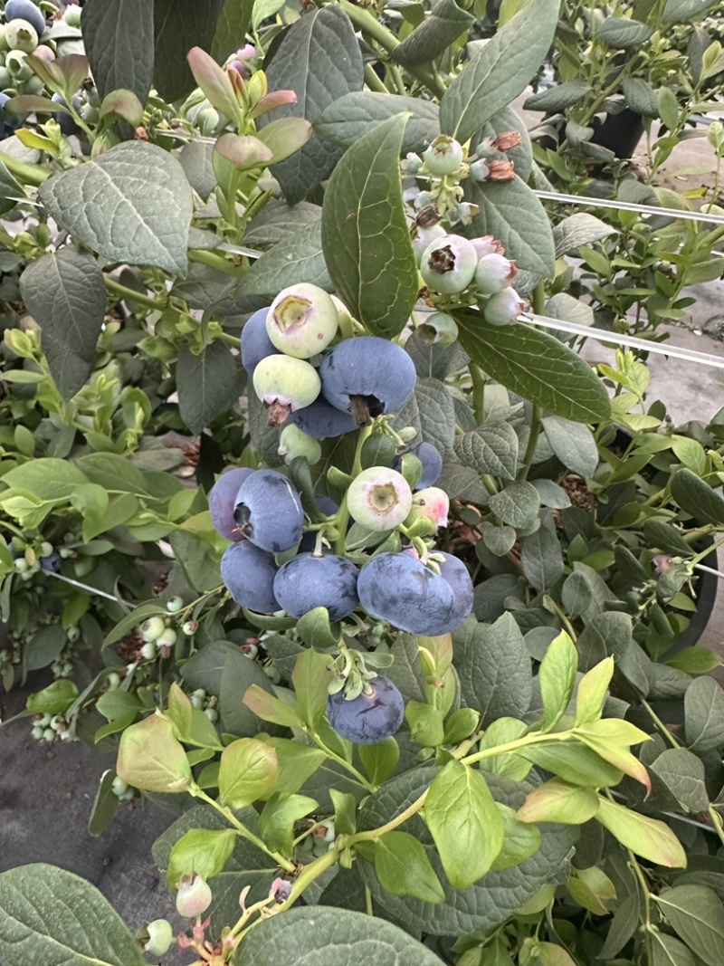 高山L25玫瑰花香蓝莓，大量上市，价格便宜了，欢迎各渠道