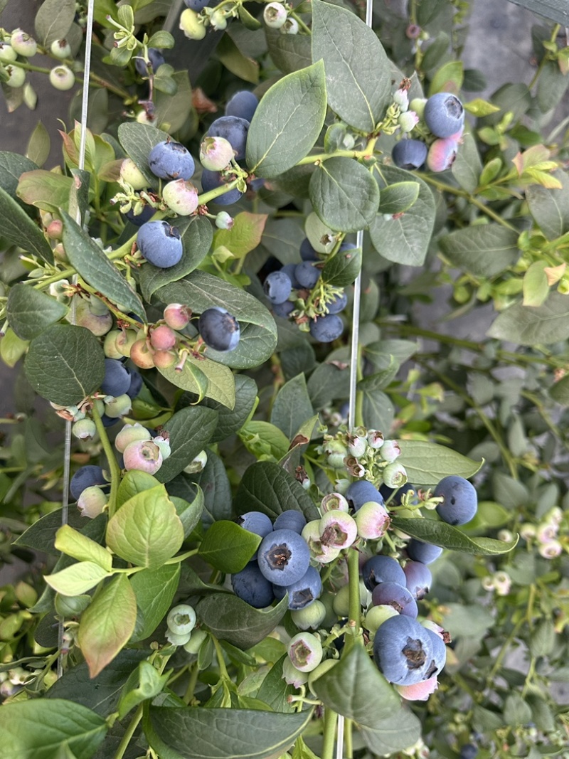 高山L25玫瑰花香蓝莓，大量上市，价格便宜了，欢迎各渠道