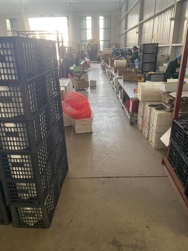 山东维纳斯苹果大量上市纯甜无酸，电商，商超，市场全国发货