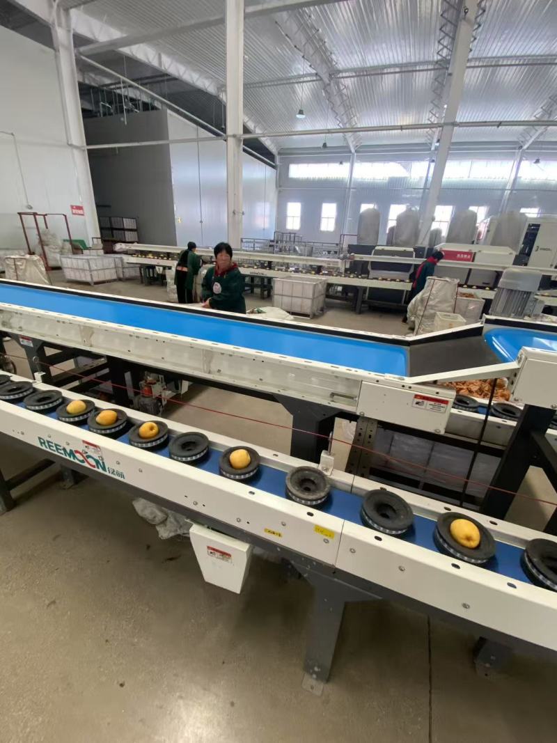 山东维纳斯苹果大量上市纯甜无酸，电商，商超，市场全国发货