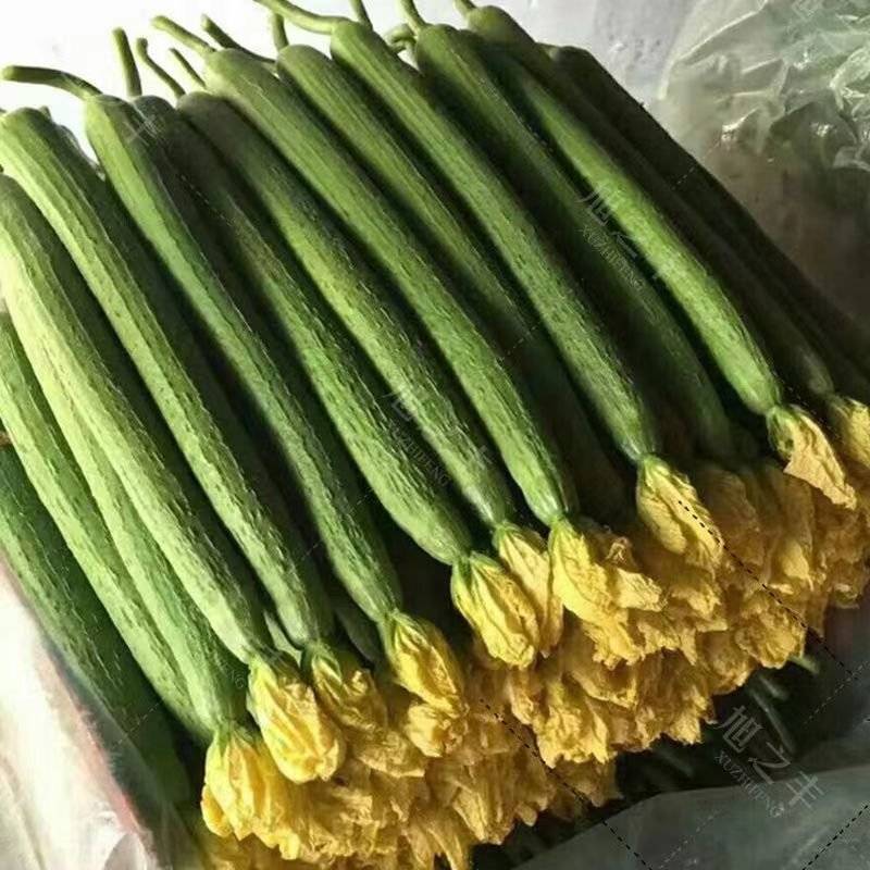 江苏连云港东海县鲜花丝瓜大量供应品质保证欢迎来电