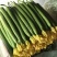 江苏连云港东海县鲜花丝瓜大量供应品质保证欢迎来电