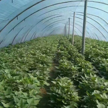 商薯19，等品种优质脱毒原种红薯苗