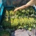 脱毒原种高剪红薯苗，长度25～35公分。