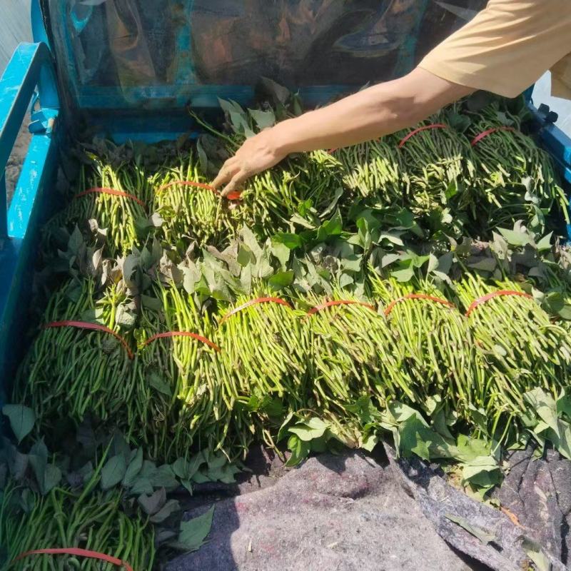 脱毒原种高剪红薯苗，长度25～35公分。