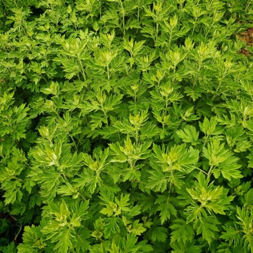 端午新鲜艾草