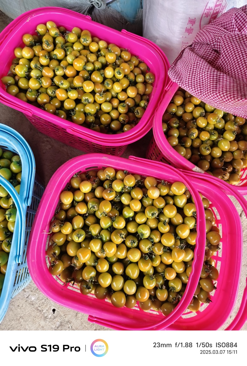 青甜小番茄