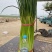 河南蒜薹中牟红帽蒜薹对接电商市场商超等各类客户