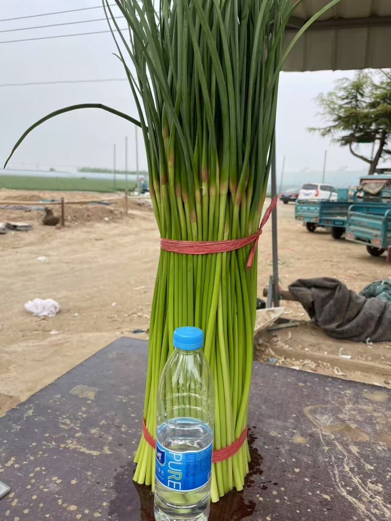 河南蒜薹中牟红帽蒜薹对接电商市场商超等各类客户