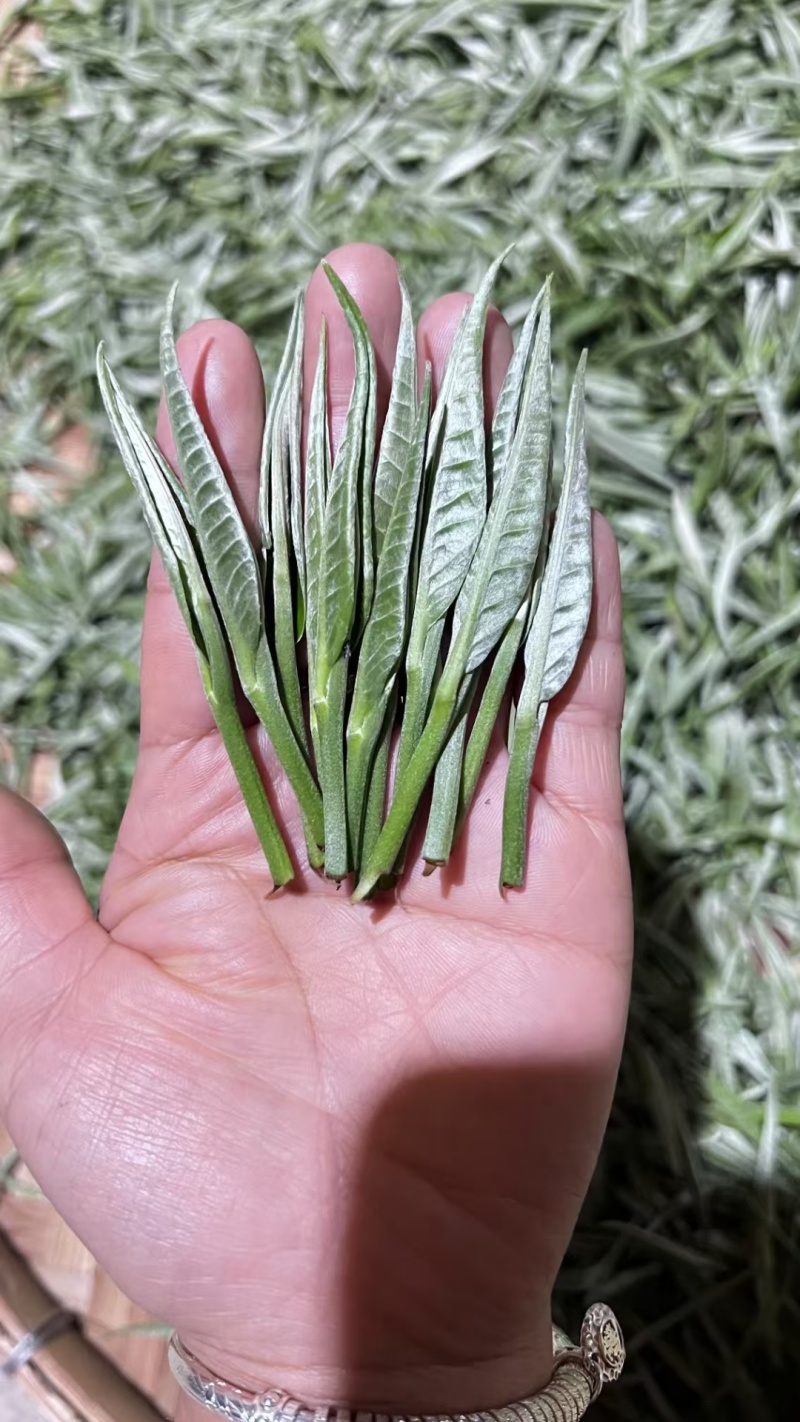 大树茶古树茶