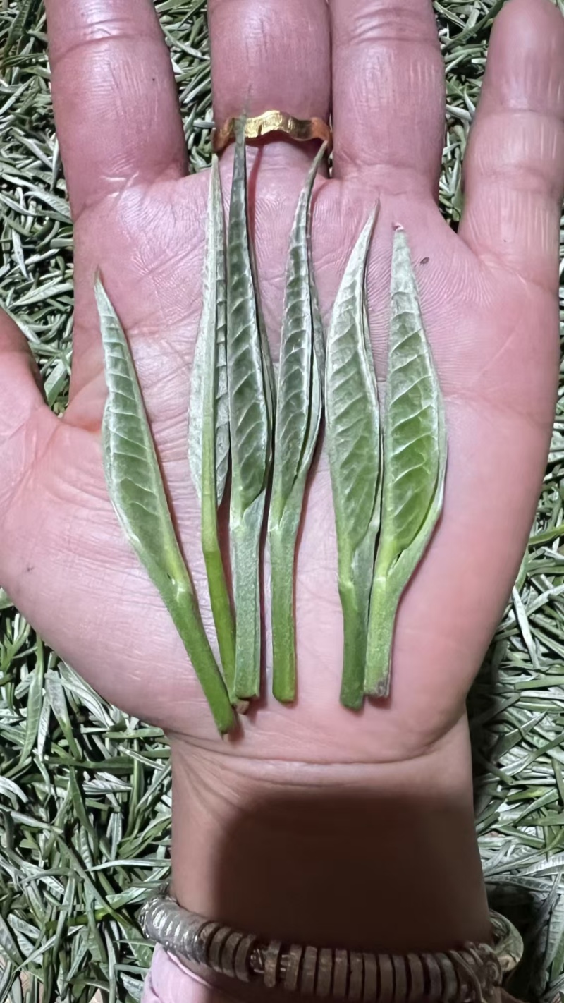 大树茶古树茶