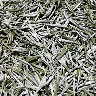 大树茶古树茶