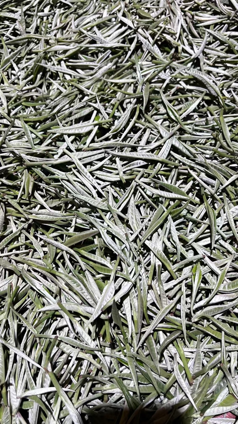 大树茶古树茶