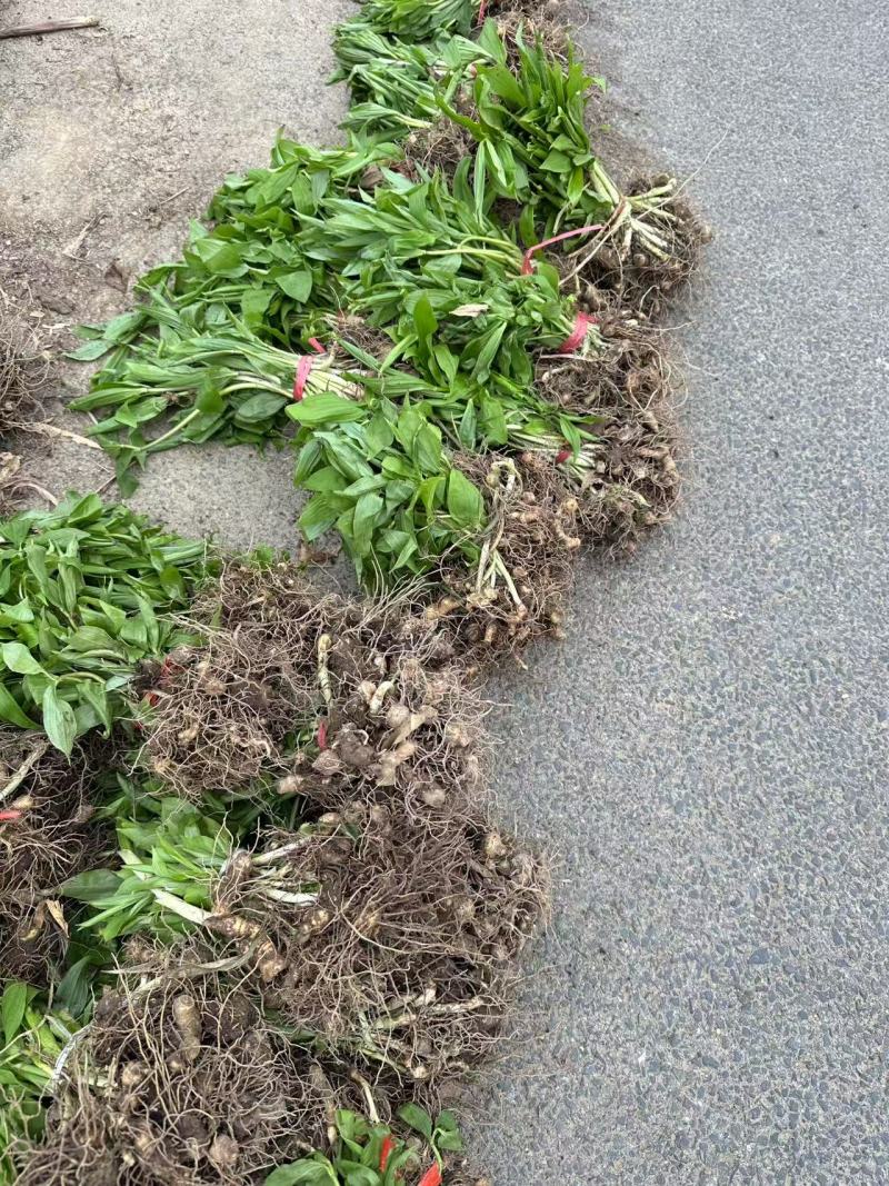 黄精苗货源充足可供全国可视频可现场