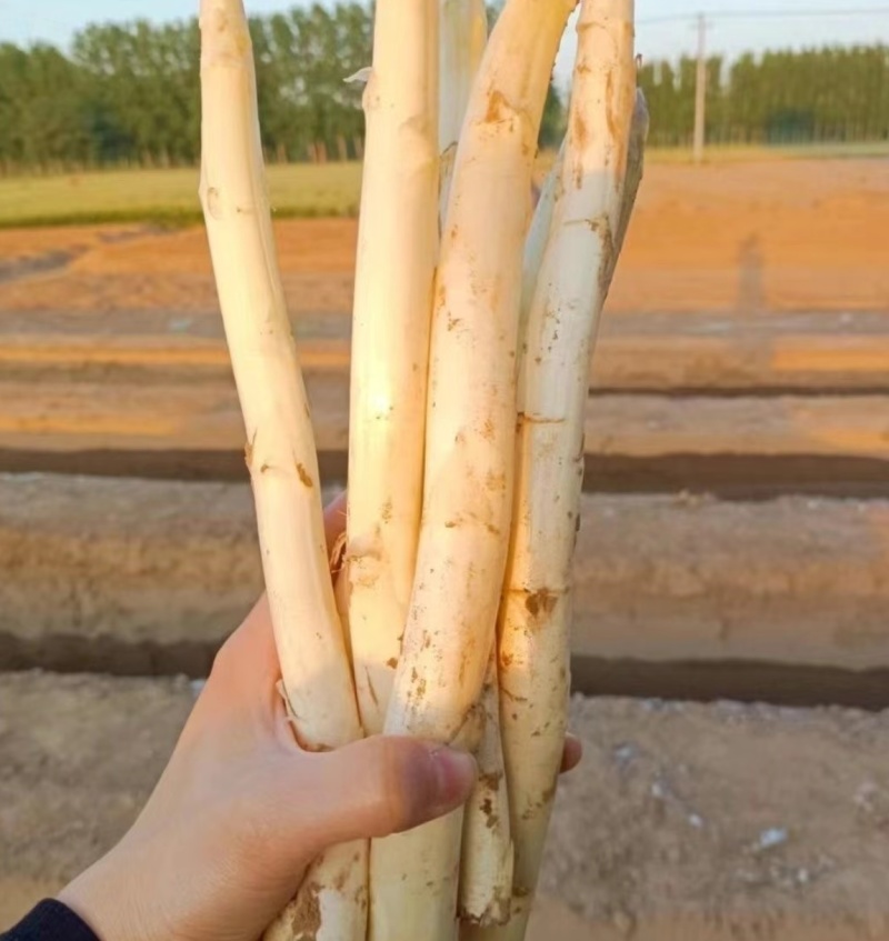 白芦笋当天采收当天发货笋质鲜嫩营养丰富量大从优