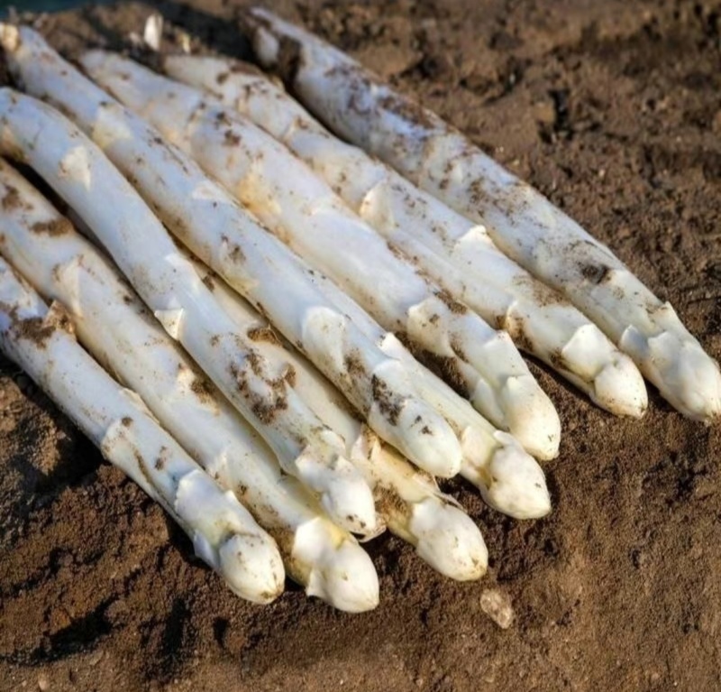 白芦笋当天采收当天发货笋质鲜嫩营养丰富量大从优