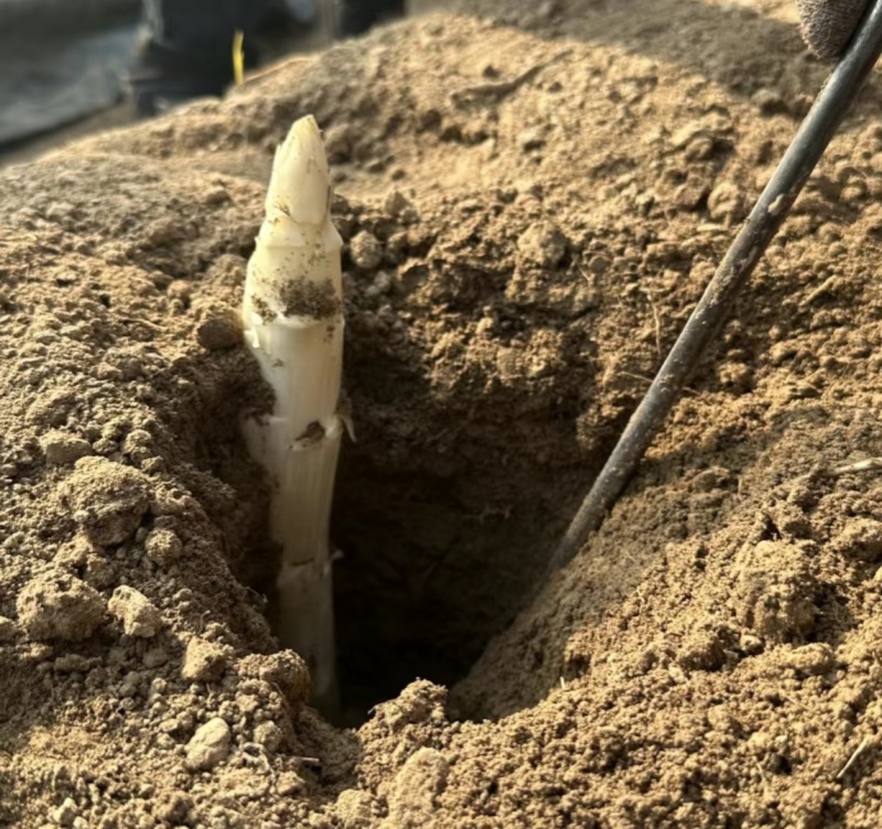 白芦笋当天采收当天发货笋质鲜嫩营养丰富量大从优