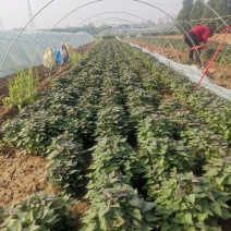 禹州红薯苗规格齐全商薯苗济薯苗烟薯苗西瓜红红薯苗