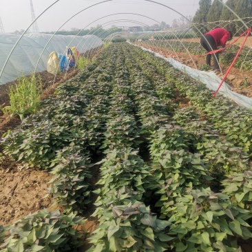 禹州红薯苗规格齐全商薯苗济薯苗烟薯苗西瓜红红薯苗